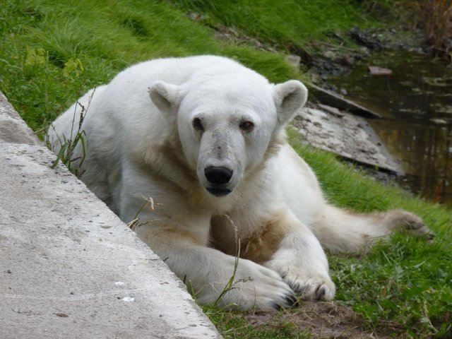 Пермские белые медведи ждут потомство