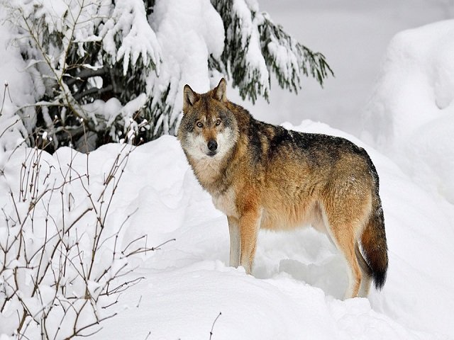 В Пермском крае «идет охота на волков, идет охота….»
