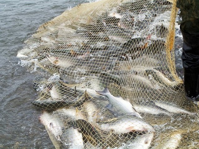 Двум жителям Перми назначено наказание за незаконную добычу рыбы