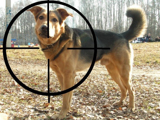 В Прикамье неизвестные расстреливают домашних животных свинцовыми пулями