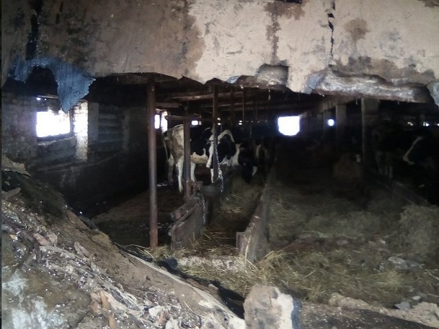 В Прикамье продают зараженное мясо коров