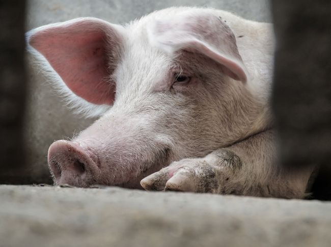 29 марта свинья была обнаружена хозяйкой на территории сельского хозяйства колонии поселения ОИУ- 1 в г. Губаха
