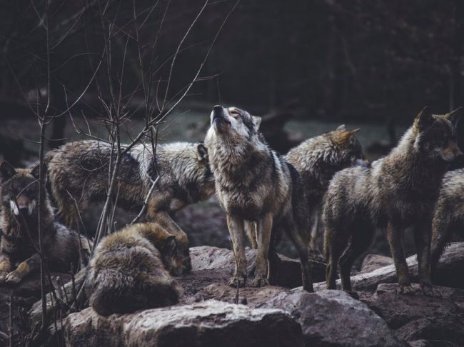 Пермяки хотят охотиться на волков круглый год