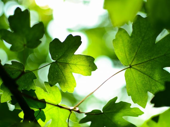 Скоро в Перми начнётся озеленительная кампания