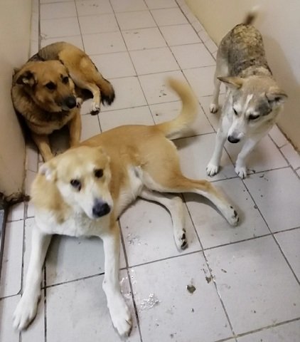В Нытве жестоко убили трех собак