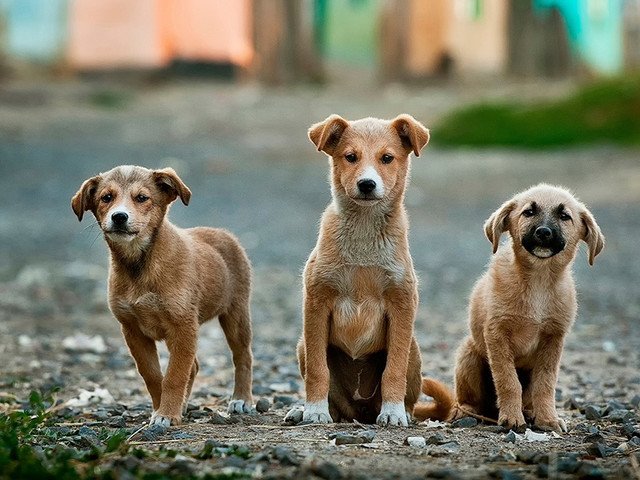 В Губахе осудили предпринимателя за фиктивный отлов собак