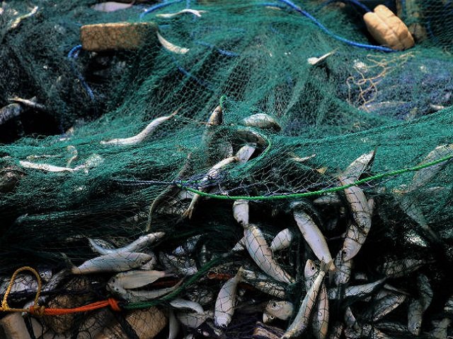 В Прикамье запретили ловить рыбу во время нереста