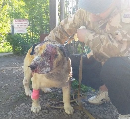 Пёс Бим, выживший при пожаре в пермском конном клубе, поправляется
