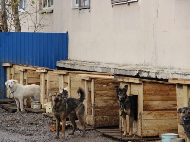 В Перми строят приют для животных