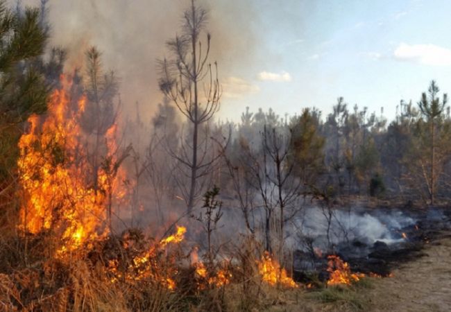 В Прикамье начнет действовать особый противопожарный режим