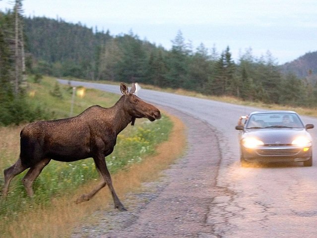 В Перми в ДТП с лосем пострадал водитель