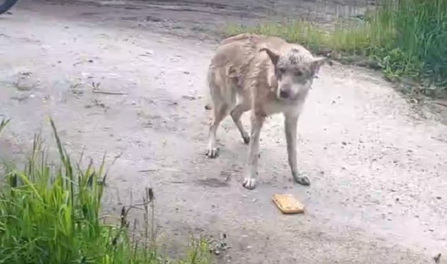 В Березниках спасли тонущую собаку
