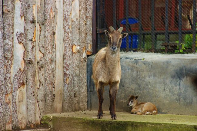 В пермском зоопарке родился гималайский тар