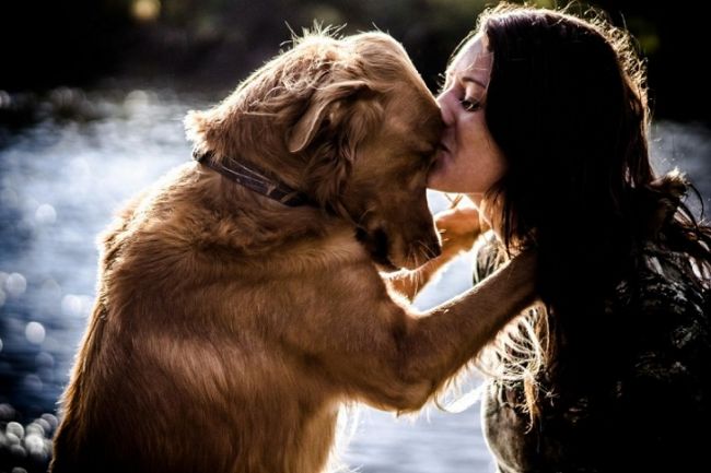 В Перми пройдет благотворительная акция «Собака-обнимака»