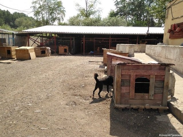 Пермские волонтеры помогают собакам найти новый дом