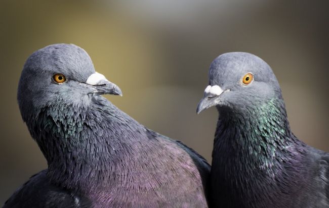 В Каменном городе нашли 70 ручных голубей