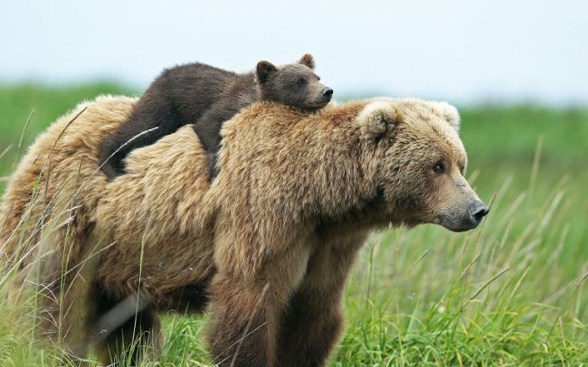 В Прикамье вблизи населенных пунктов заметили медведей