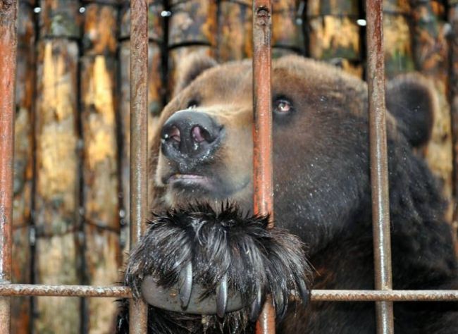 Медведю с трассы в Прикамье нашли новый дом