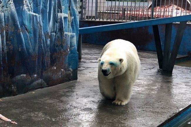 Самая модная медведица живет в Перми