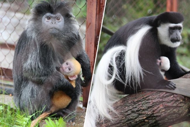 В Пермском зоопарке родились две обезьянки