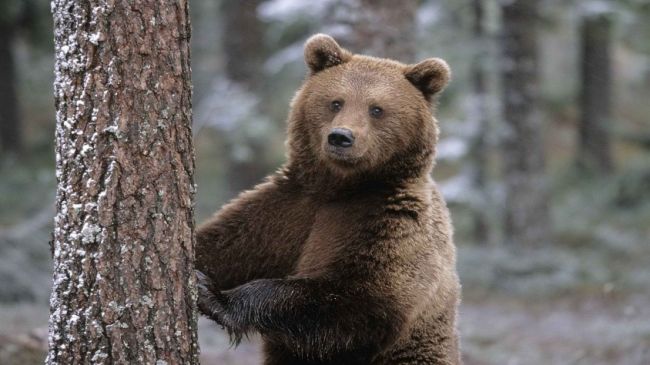 В Прикамье стало больше медведей