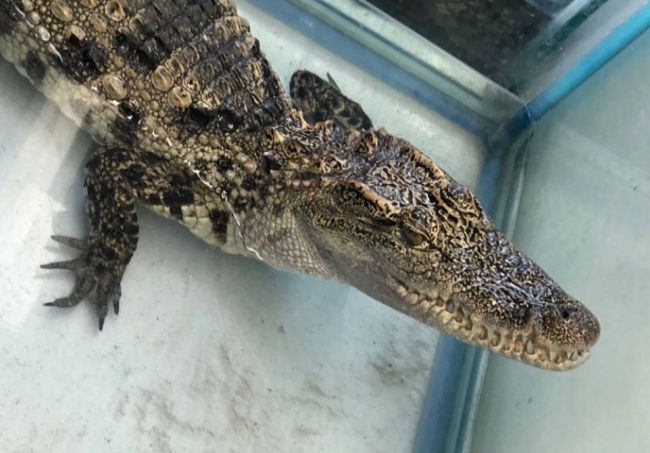 В Перми продают крокодила Гену