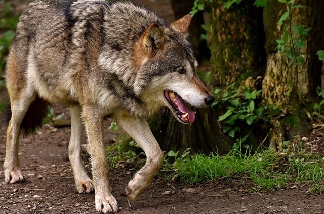 Принято решение организовать охоту на волков силами местных охотников на приваде