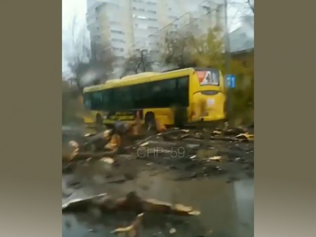 В Перми на движущийся автобус упало дерево