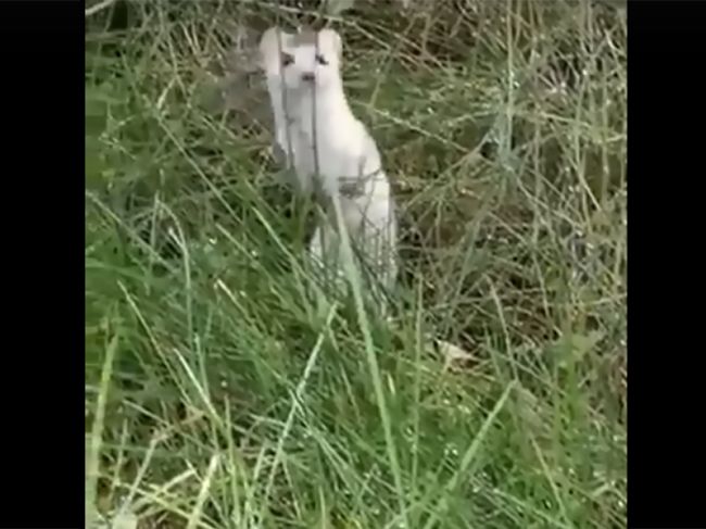 В соцсетях опубликовали видео с «невиданной зверюшкой» в Перми