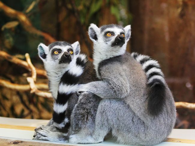 Минстрой: новый зоопарк в Перми откроется в 2022 году