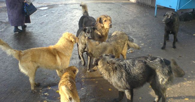 Стая бездомных собак убила в Перми кота