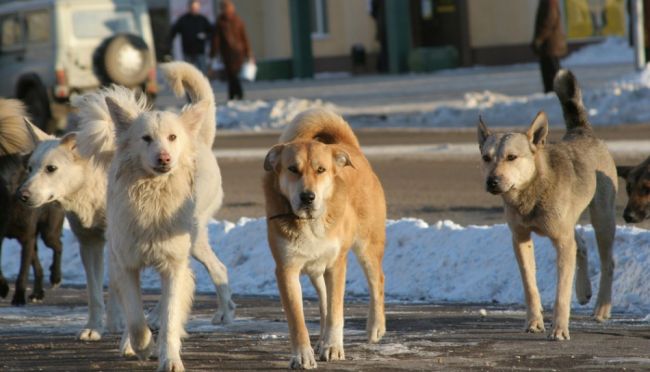 Возбуждено уголовное дело после нападения собак на детей в Перми