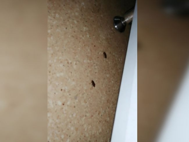 В Перми пожаловались на тараканов в краевой детской клинической больнице