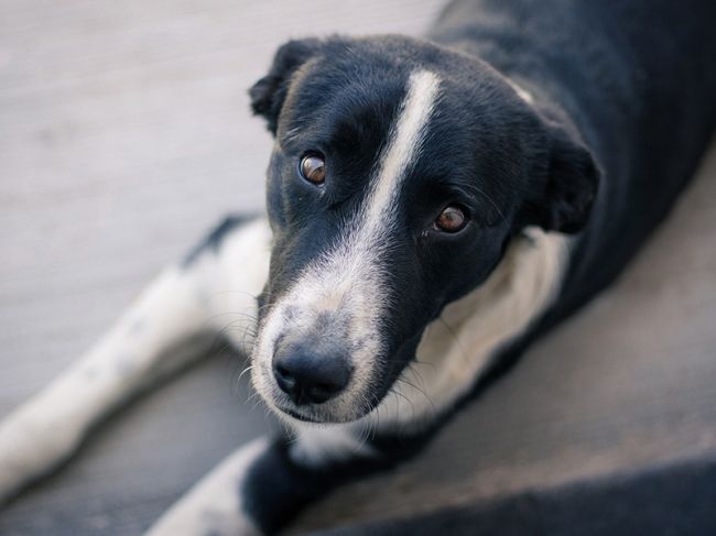 Ученые назвали районы Перми, где больше всего бездомных собак