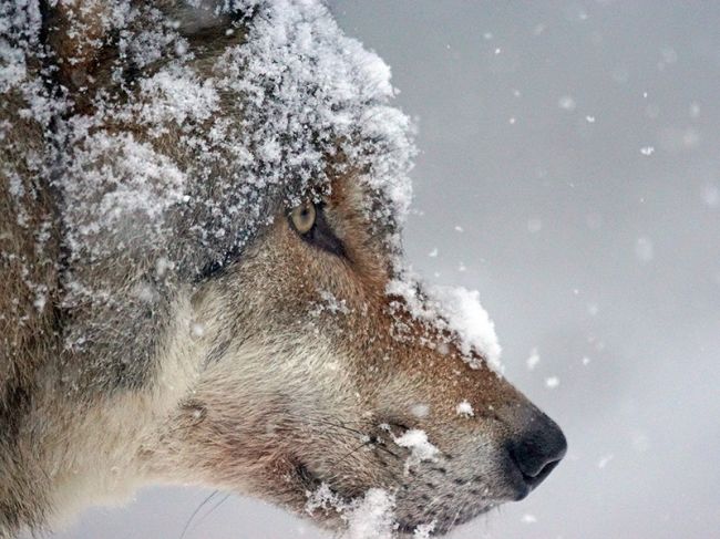 С 2020 года власти Пермского края будут платить за каждого добытого волка