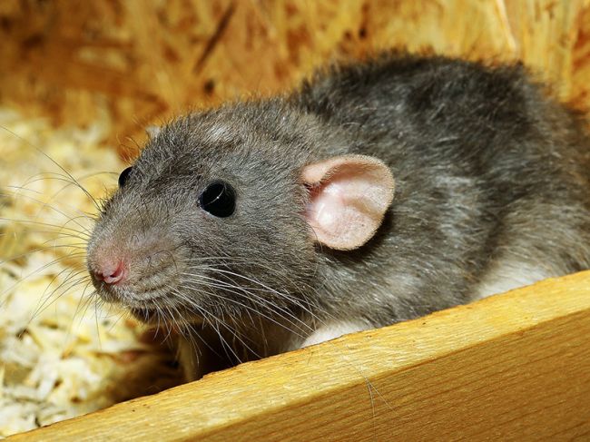 В Перми массово скупают крыс перед Новым годом