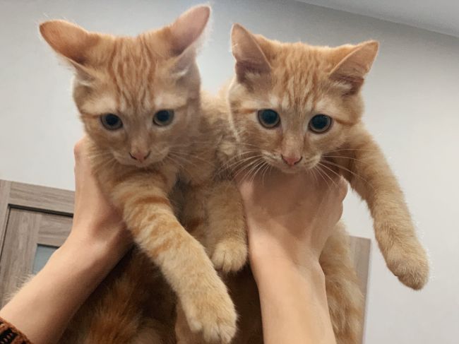 Неизвестные оставили двух котят в камере хранения пермского супермаркета
