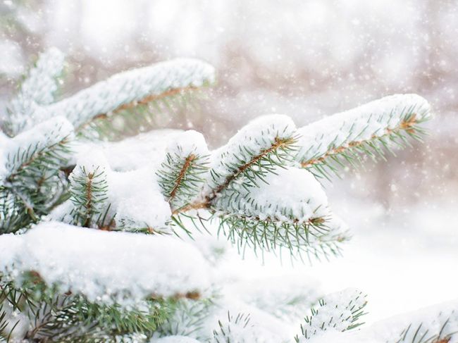 Синоптики рассказали о погоде в Прикамье за неделю до Нового года