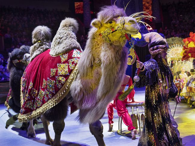Впервые в пермском цирке пройдет шоу Гии Эрадзе «Песчаная сказка»