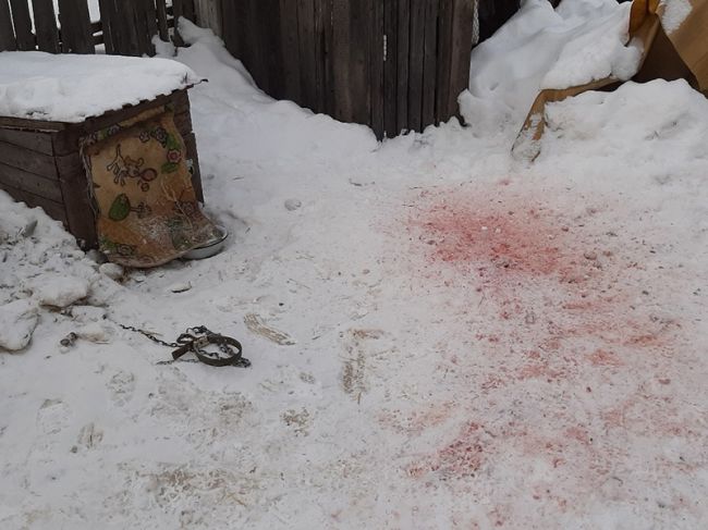 В Краснокамске в мини-приюте для животных неизвестные убили собаку