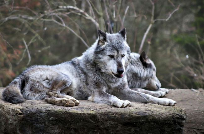 Власти Прикамья увеличили в два раза вознаграждение за добычу волка