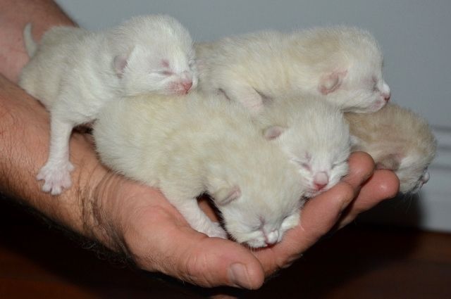 Пермские живодеры выбросили новорожденных котят в сугроб