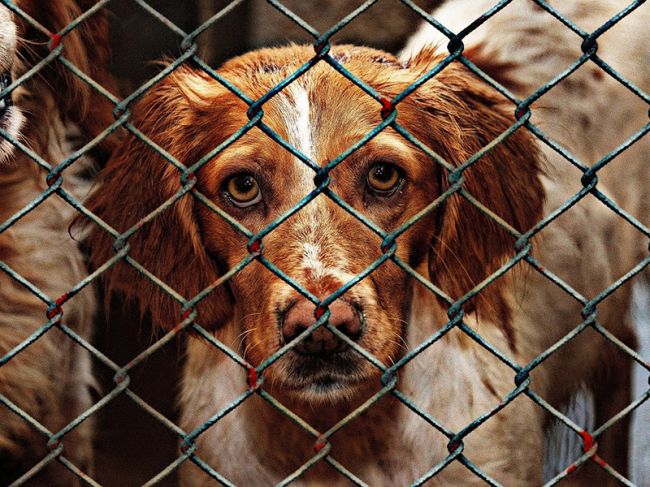 С начала года в Перми отловлено более 300 бездомных собак