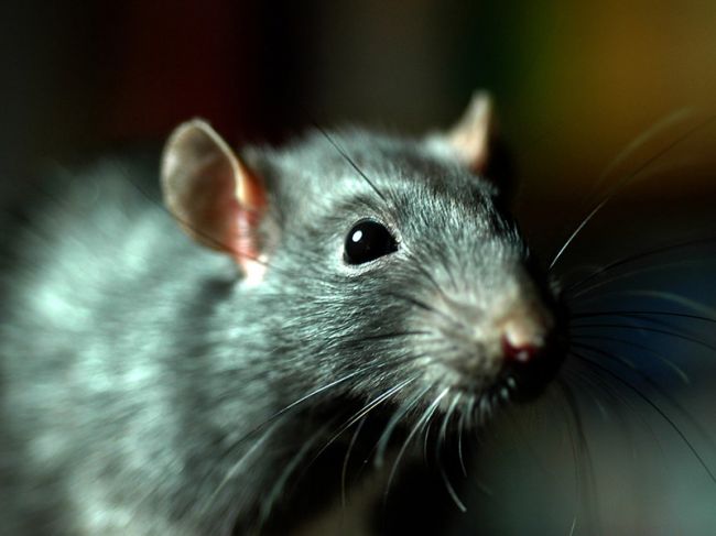 В Перми пройдет тотальная обработка от крыс