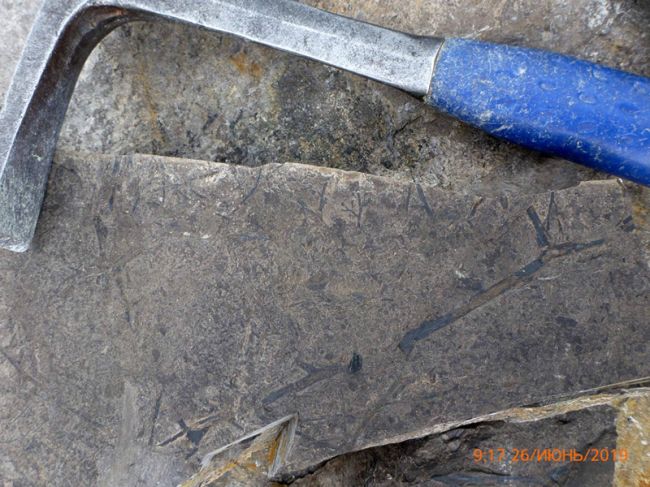 В Пермском крае обнаружили уникальный скелет древней рыбы