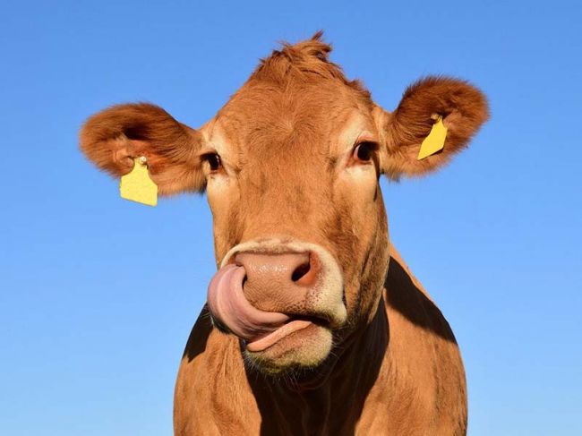 Судебные приставы в Прикамье арестовали 99 коров