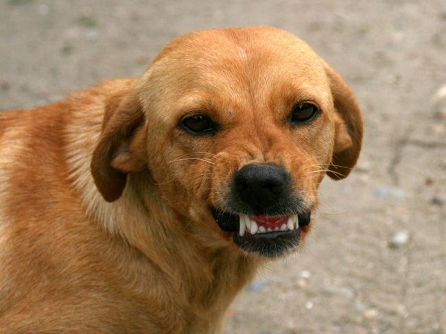 В Перми в этом году отловлено более тысячи бездомных собак