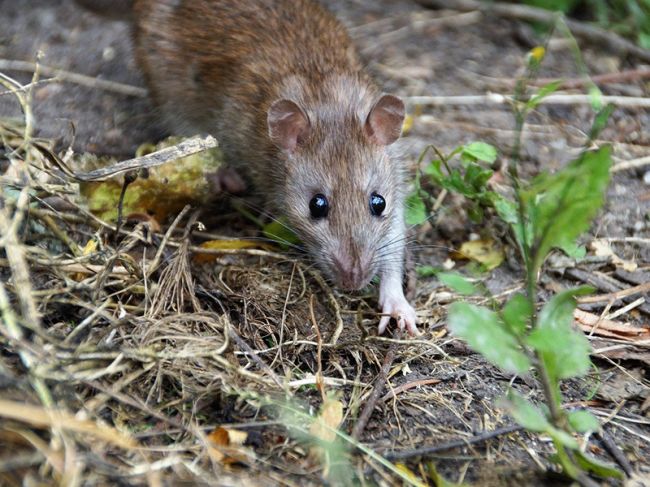 Власти Перми приступили к массовой травле крыс