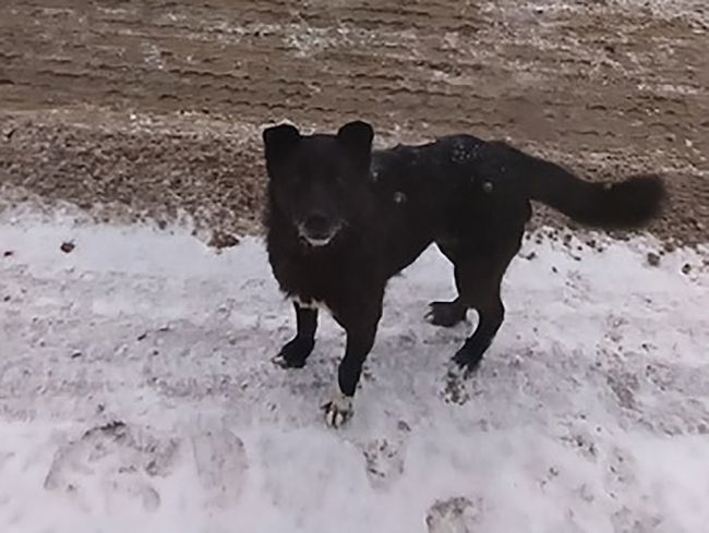 Неизвестные выбросили пса с больной лапой на остановке в Перми