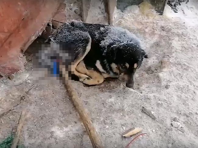 Живодеры в Прикамье засунули черенок лопаты собаке в задний проход